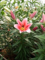 [5172 Muscat No02.JPG]